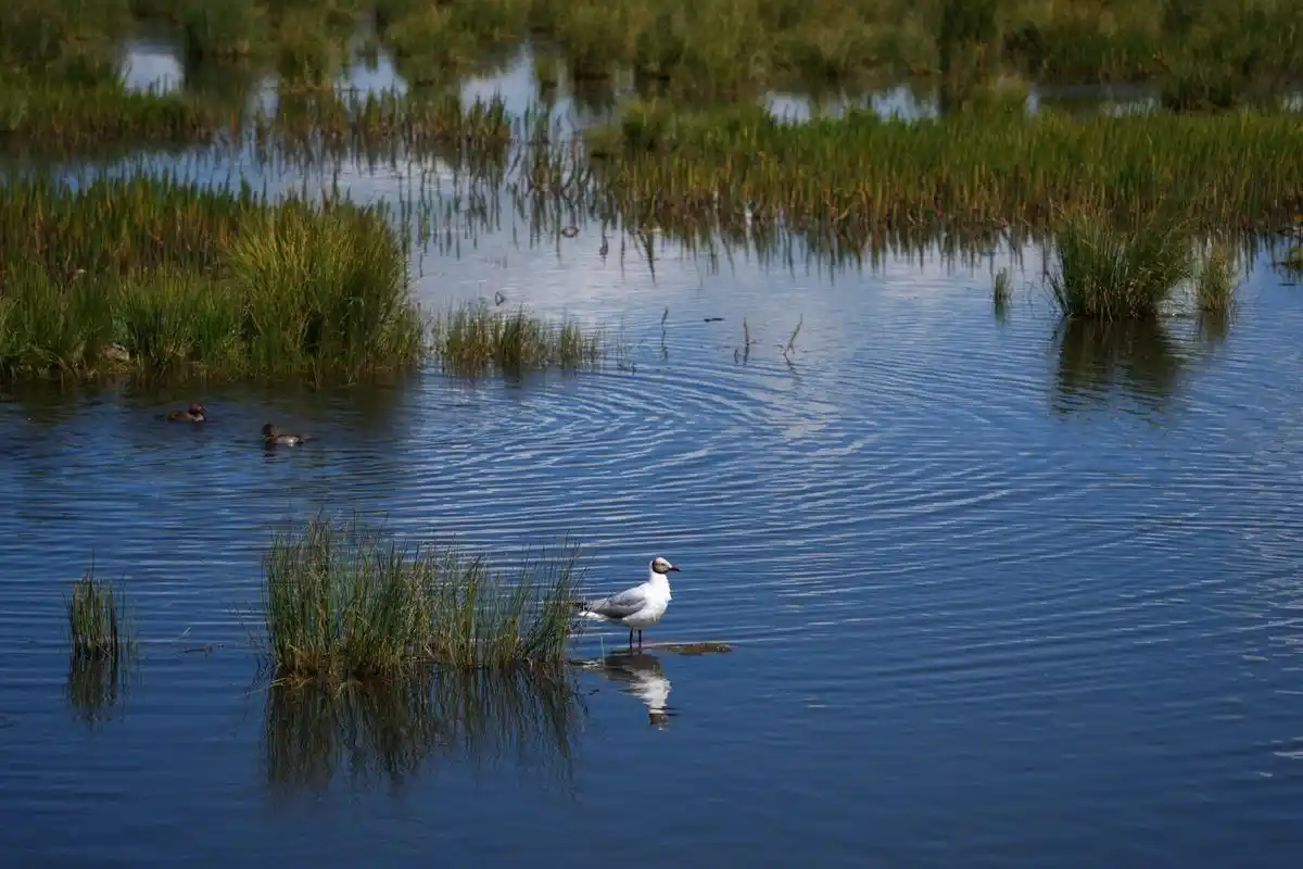 若尔盖草原——花湖 今天主要是去网红打卡地若尔盖花湖景区,花湖之名