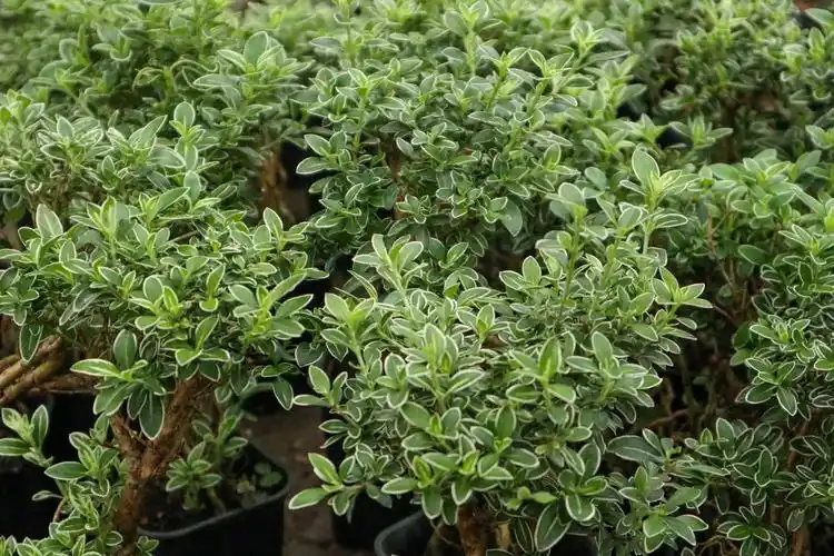 六月雪的养殖方法和注意事项大全