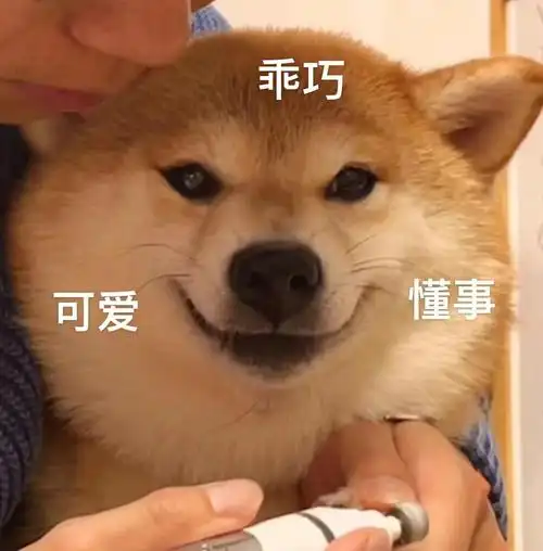 柴犬表情包你值得拥有