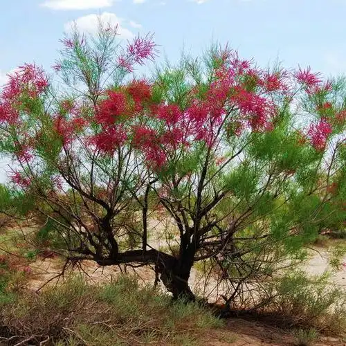 柽柳商城 运动 瑜伽 健身 球迷用品喀什店铺 柽柳商城 网店 商城