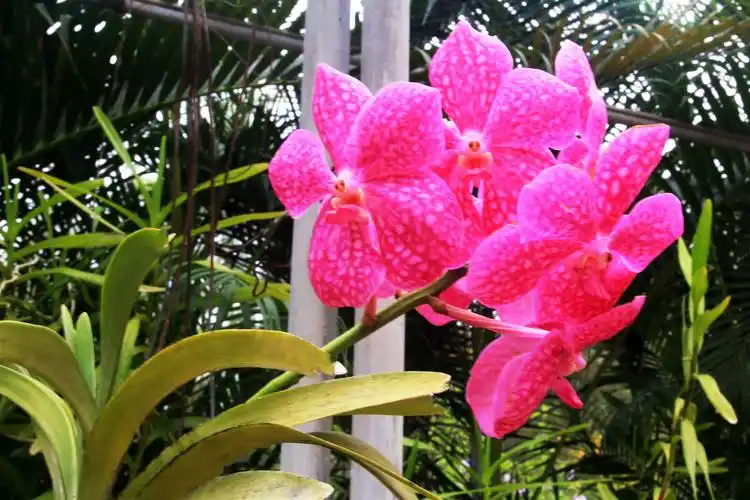 海南热带兰花