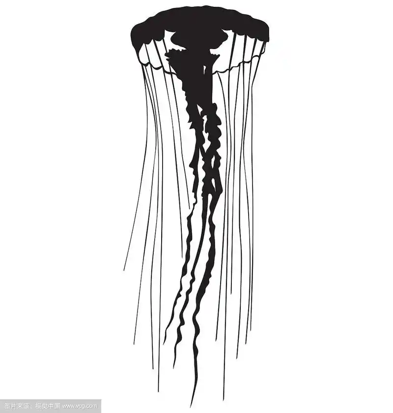 水母轮廓