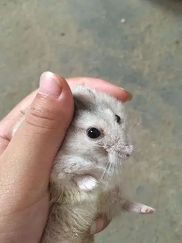 我家仓鼠的眼睛圈有点红,第一图片可以治眼睛吗?