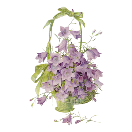 鲜花_png免抠图素材