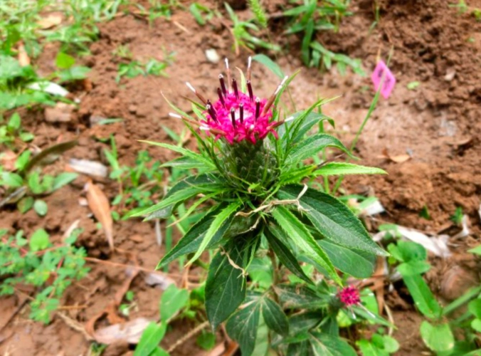 农业小知识,白术高产栽培技术,建议收藏