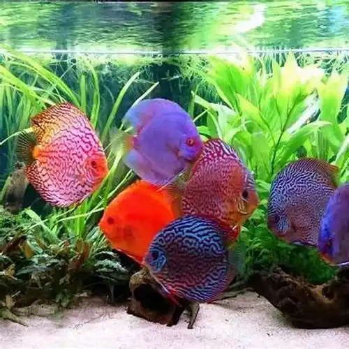 七彩神仙鱼适不适合作为风水鱼七彩神仙鱼是风水鱼吗