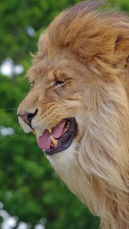 壁纸 狮子,侧视图,鬃毛 3840x2160 uhd 4k 高清壁纸, 图片, 照片