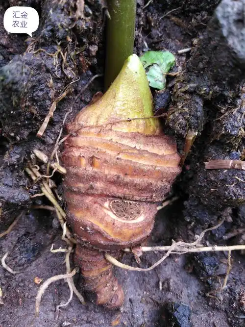 贵州优质大叶重楼,个头更大,生长更快!需要请联系加.