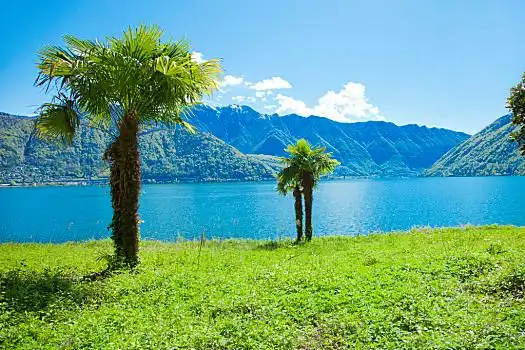 棕榈树,靠近,水,绿色,草坪,山,背景