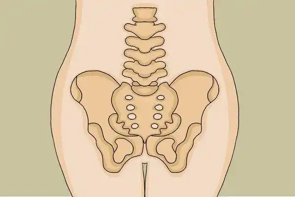耻骨在哪个位置 - po百科