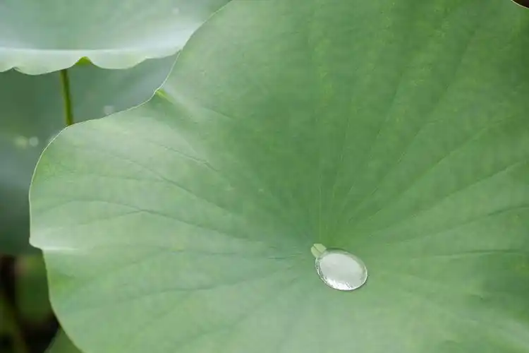 治愈系绿喜欢的事物多看几眼还是喜欢