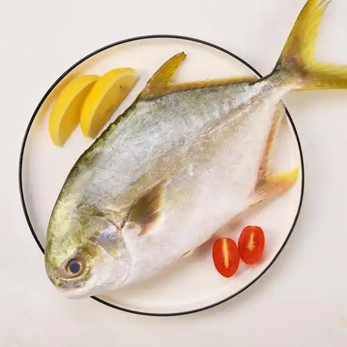 鲳鱼金鲳鱼昌鱼海鱼鲜活特大水产产金海鲜冷冻鲳鱼