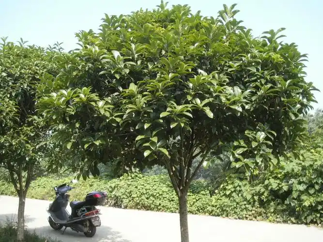 如果是绿化用,建议种植这个树种,近些年北方地区绿化用的很多.