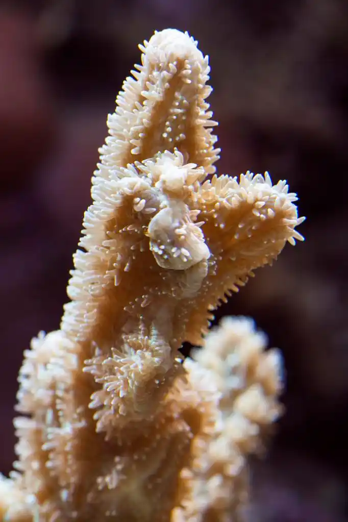 珊瑚珊瑚虫,珊瑚珊瑚虫珊瑚礁水族馆中的图像