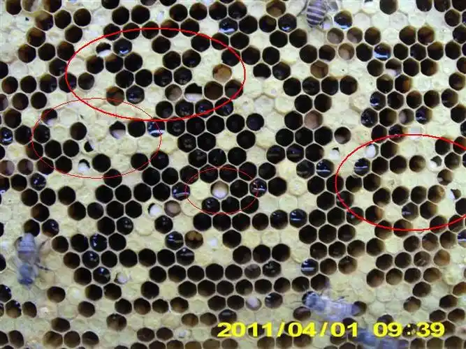 中蜂囊状幼虫病(图片教材) - 中蜂病害防治 - 中蜂网 - powered by