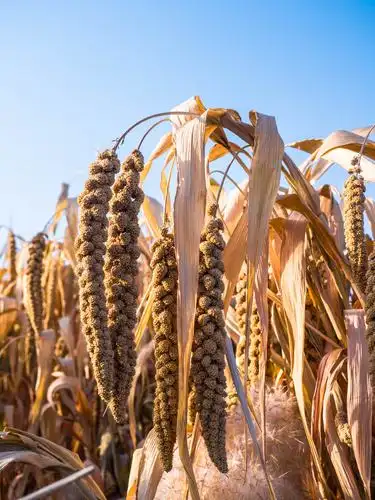 和硕谷子丰收了