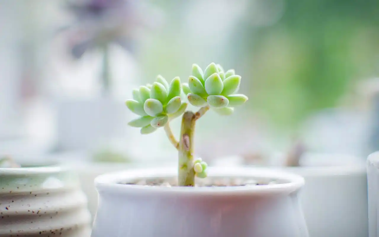 可爱的多肉小植物桌面壁纸