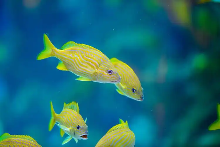 海洋,游动,鱼,漂亮_高清图片_全景视觉