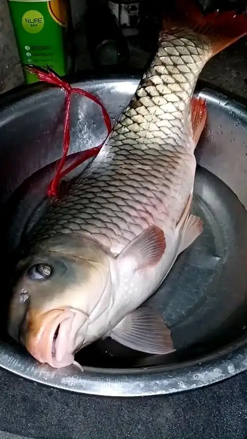 今天买了一条大鲤鱼,看见动物的本能求生,真不忍心杀鱼