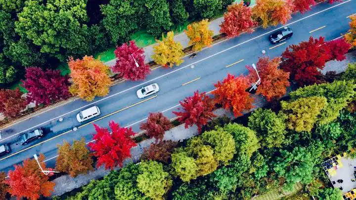 杭州唯一的"枫香大道"红了,分分钟刷屏朋友圈
