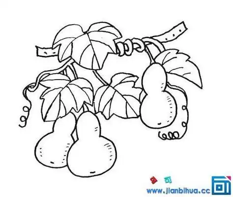 葫芦藤蔓简笔画边框 简笔画图片大全-普车都