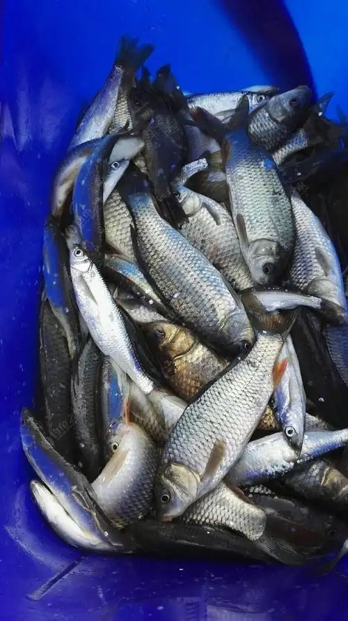 青浦探钓捅了小鲤鱼窝