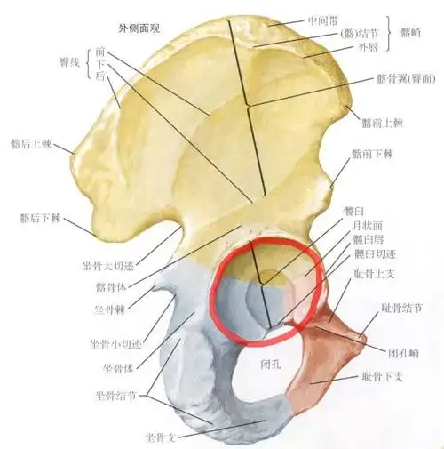 医学科普|警惕人生最后一次骨折—髋部骨折和髋关节置换术|股骨头