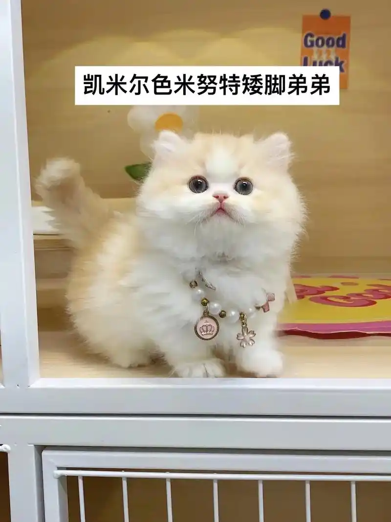 很会撒娇的奶油宝宝.【待赎身】: 精品凯米尔色米努特矮脚弟弟 - 抖音