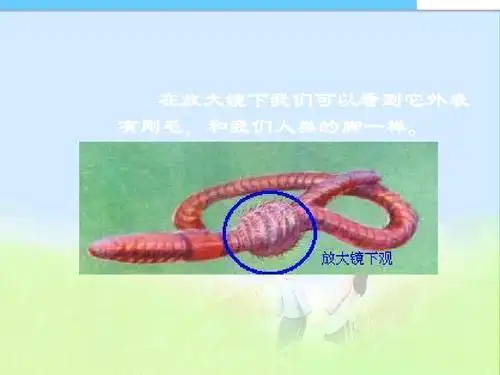 4蚯蚓精品课件ppt