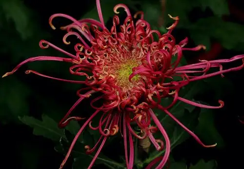 今秋北京北海公园举行菊花展,各色名贵品种菊花争奇斗艳,美