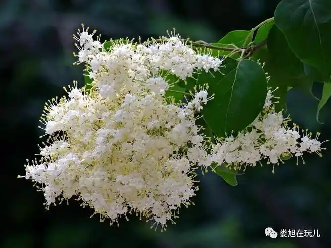 西海菩提树暴马丁香