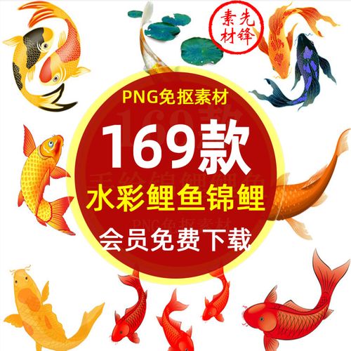 水墨鲤鱼锦鲤鱼群背景插画png免抠图片 手绘金鱼红鲤鱼插图ps素材