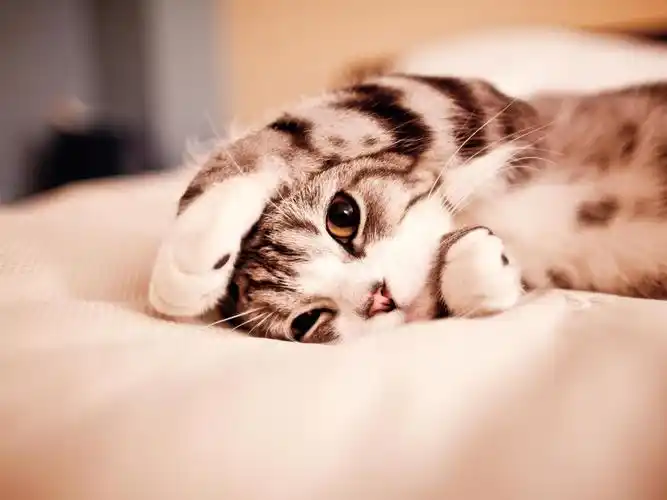 可爱的小猫-动物高清壁纸 - 1920x1440 壁纸 下载