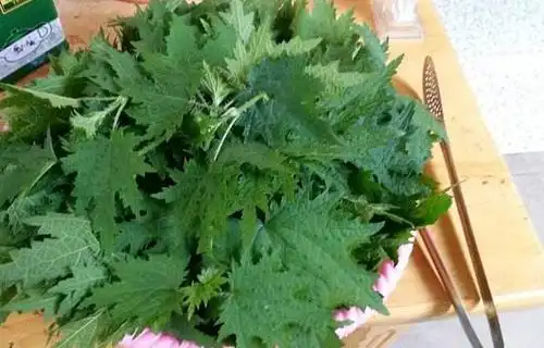 根据中医记载,火麻有润燥通便,养胃的功效,常用于血虚津亏,肠燥便秘等