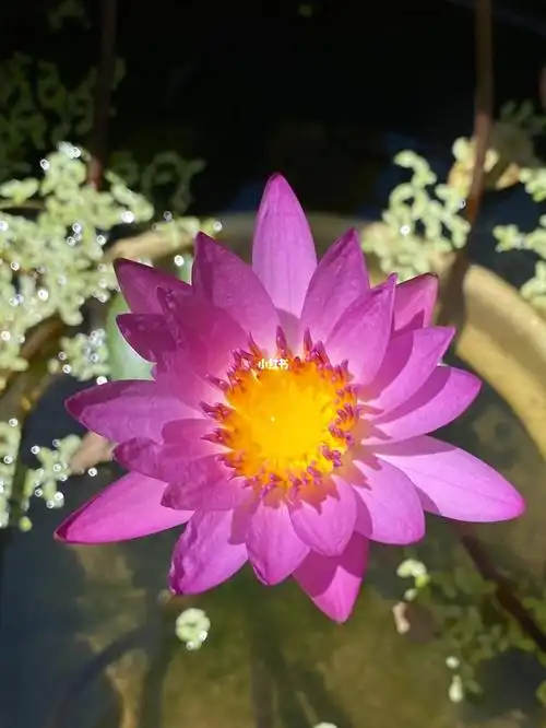 种在一个坏了的煎药陶瓷罐里的鲁比睡莲