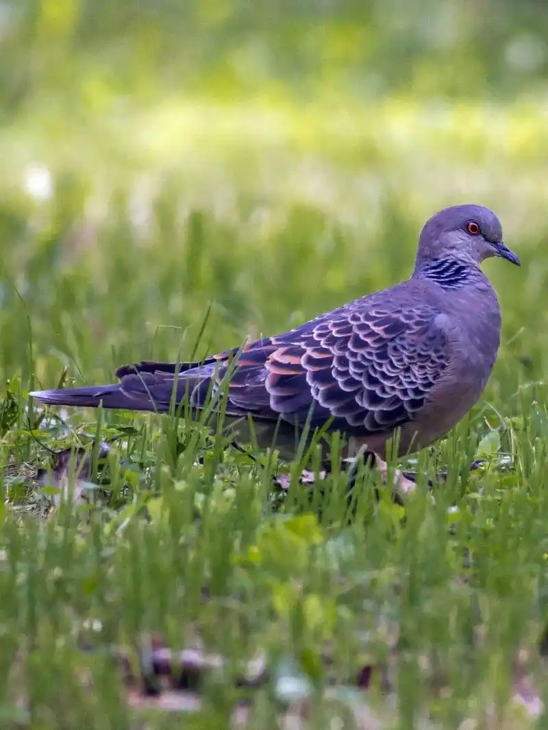 虎纹斑鸠 斑鸠像鸽子