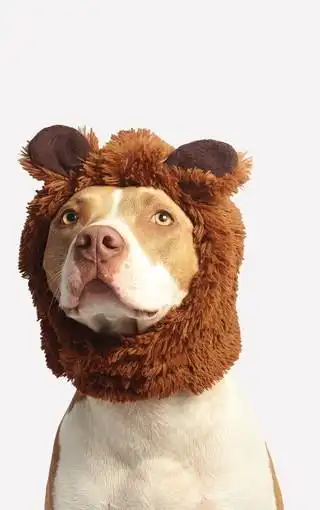 超萌可爱搞笑狗头图片壁纸