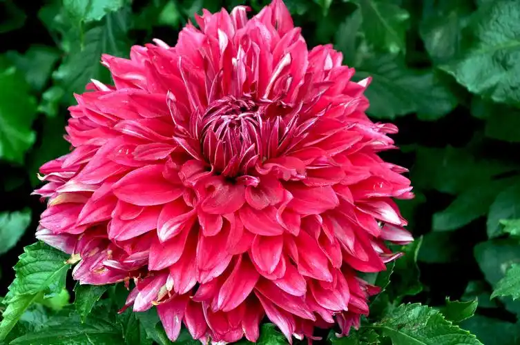 大丽花季(三)瑰丽色彩