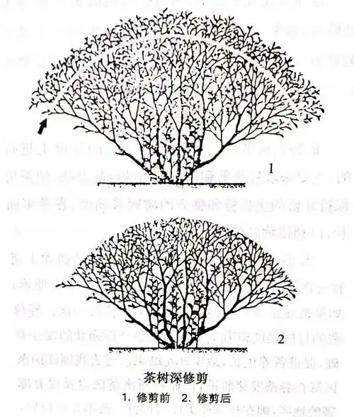 茶农看过来茶树修剪必须知道这几点