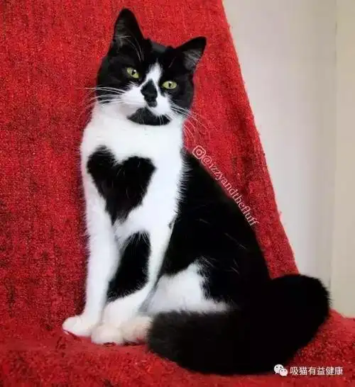 大口吸猫:这对爆红的英国短毛猫,简直是行走的表情包啊!