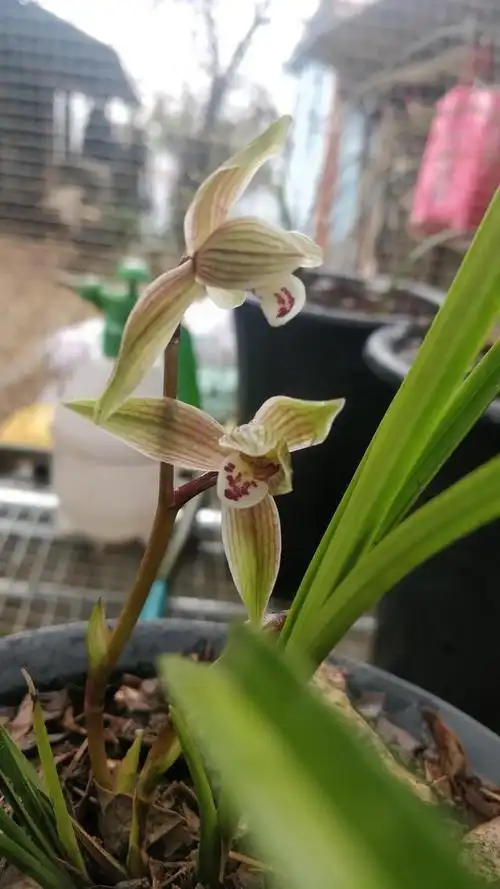 云南莲瓣兰之美,之殇