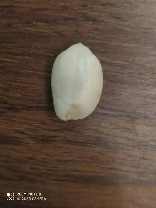 红豇豆和花生观察实验