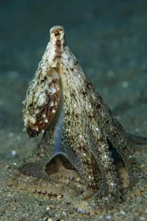 无人,竖图,特写,侧面,水下,章鱼,科学,动物,摄影,头足类动物,彩图