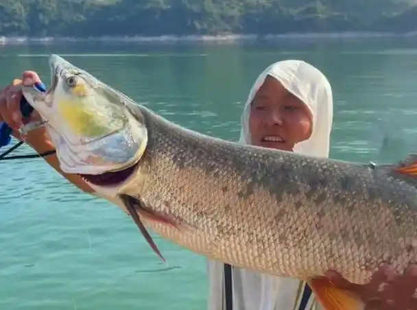 三峡坝区大鱼横行,大量"水老虎"引人担忧,专家:无需人为干预