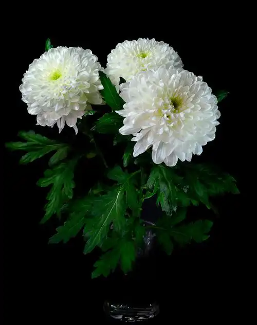 水晶花瓶中的白色菊花花束一束白花