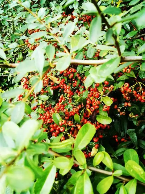 听海:只为暮春寻梦来(火棘)