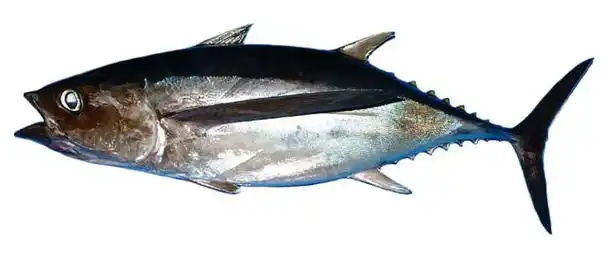p>长鳍金枪鱼(学名:thunnus alalunga)外形呈鱼雷状,皮肤光滑, a