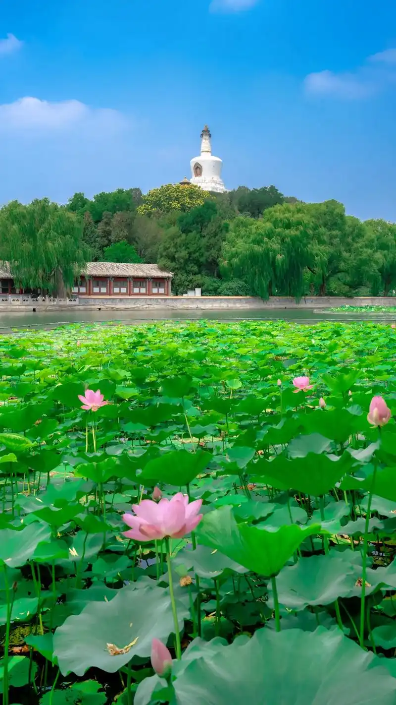 96北海公园荷花盛开了|附赏花攻略.北海公园的荷花盛开了,感 - 抖音