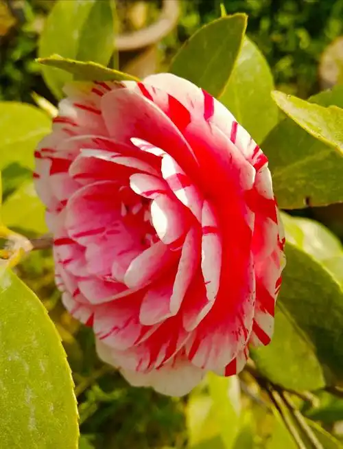 世界名贵花木一一山茶花