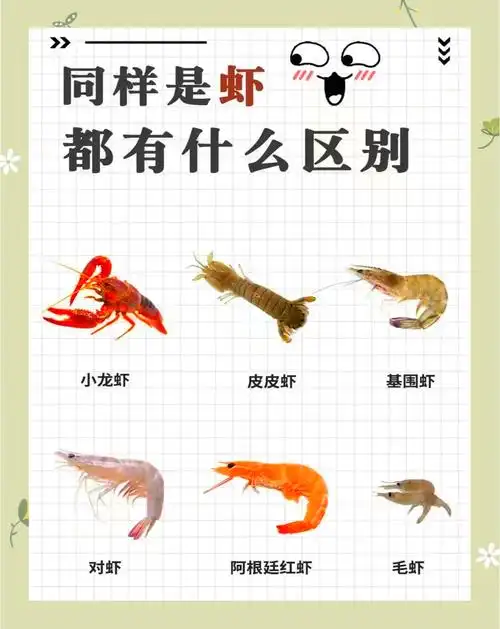 🦐 6种常见虾的挑选与料理指南 🦐